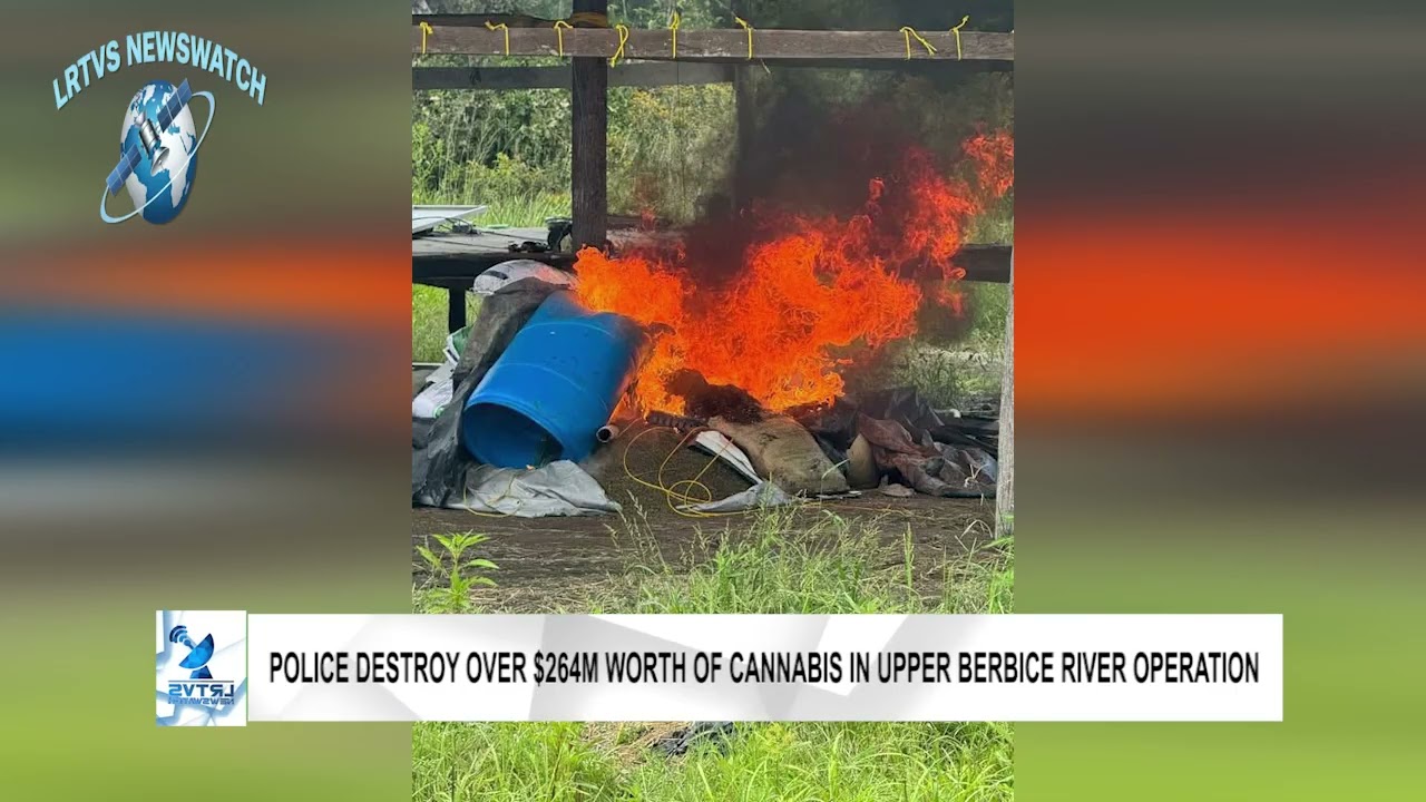 Police Destroy Over $264M Worth of Cannabis in Upper Berbice River Operation