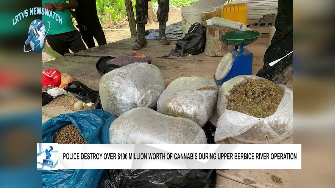 Police Destroy Over $106 Million Worth of Cannabis During Upper Berbice River Operation